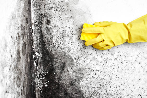 Best DIY Mold Remediation Support Services in Hartwell, GA