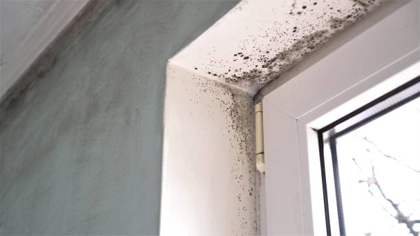 Best Insurance-Related Mold Remediation in Hartwell, GA