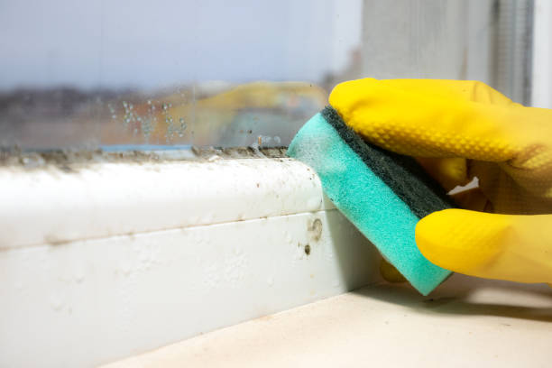 Best DIY Mold Remediation Support Services in Hartwell, GA